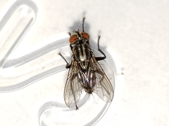 Sarcofahrtiopsis paterna