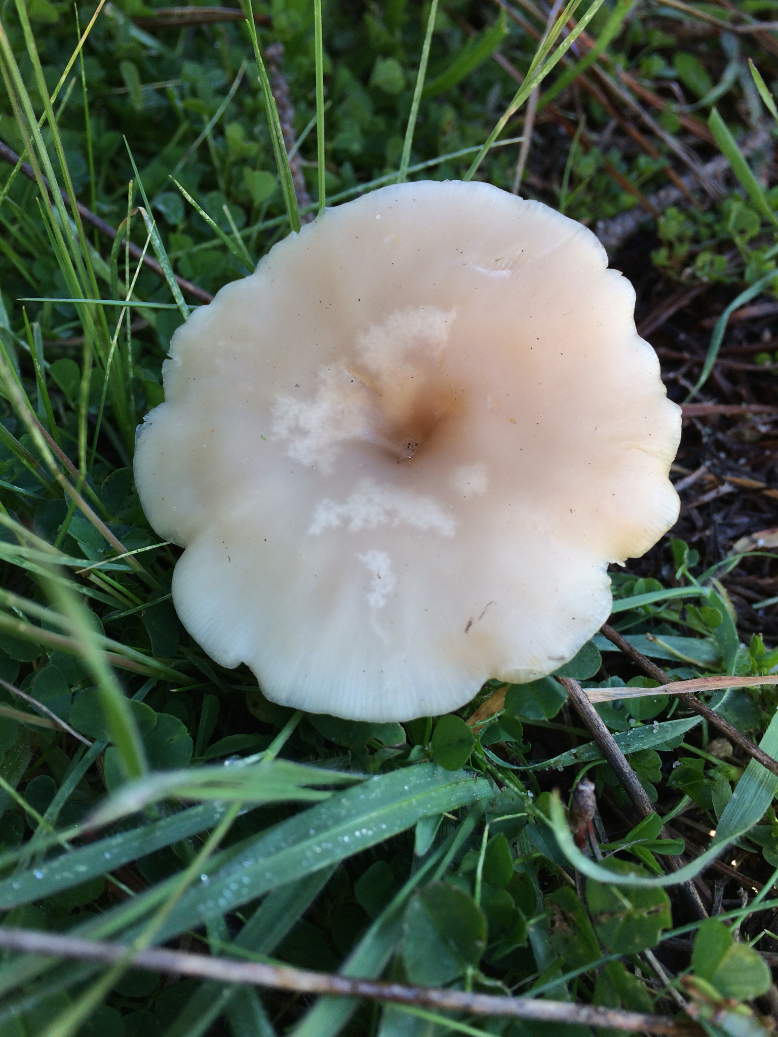 Clitocybe fragrans image