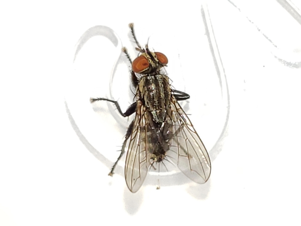 Sarcofahrtiopsis paterna
