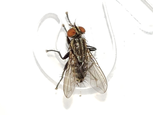 Sarcofahrtiopsis paterna