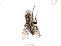 Sarcofahrtiopsis paterna