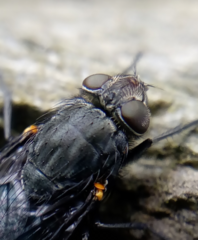 Calliphora quadrimaculata
