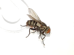Sarcofahrtiopsis paterna