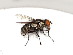 Sarcofahrtiopsis paterna