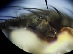Sarcofahrtiopsis paterna