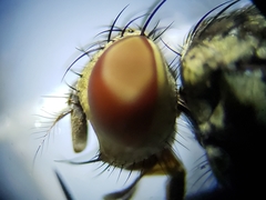Sarcofahrtiopsis paterna