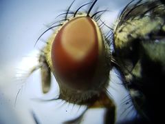 Sarcofahrtiopsis paterna