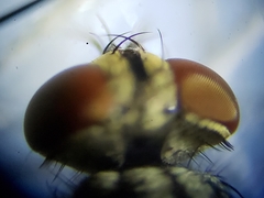 Sarcofahrtiopsis paterna
