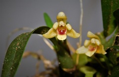 Maxillaria variabilis