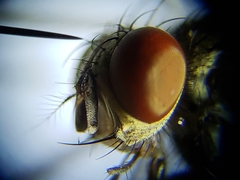Sarcofahrtiopsis paterna
