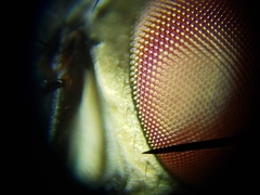 Sarcofahrtiopsis paterna