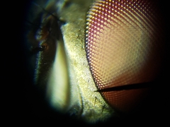 Sarcofahrtiopsis paterna
