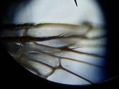 Sarcofahrtiopsis paterna