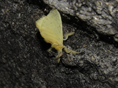 Dalceridae