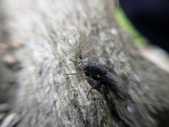 Calliphora quadrimaculata