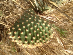 Opuntia basilaris treleasei