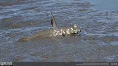 Giant Mudskipper photo 3
