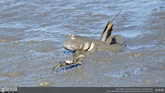 Giant Mudskipper photo 2