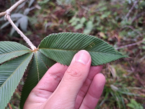 Rubus lineatus, photograph 3