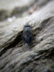 Calliphora quadrimaculata