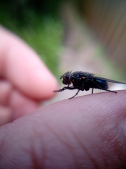 Calliphora quadrimaculata