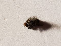 Sarcofahrtiopsis paterna
