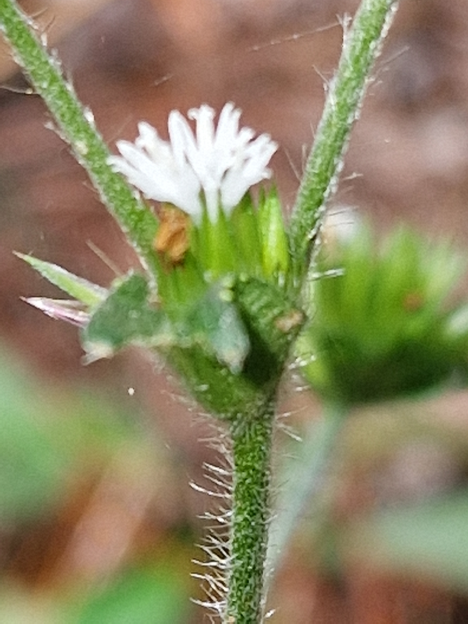 Elephantopus mollis — ảnh 3