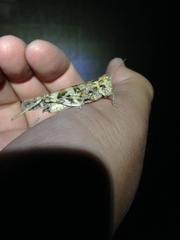 Trimerotropis pseudofasciata