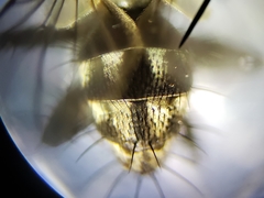 Sarcofahrtiopsis paterna