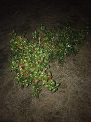 Myricaceae