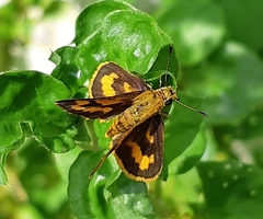 Taractrocera archias