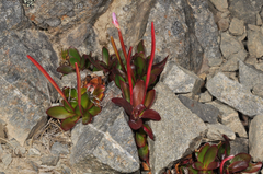 Epilobium crassum