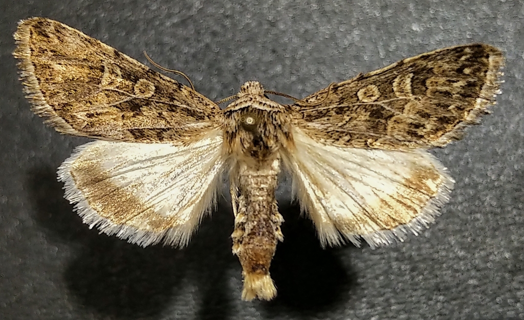 Sympistis augustus