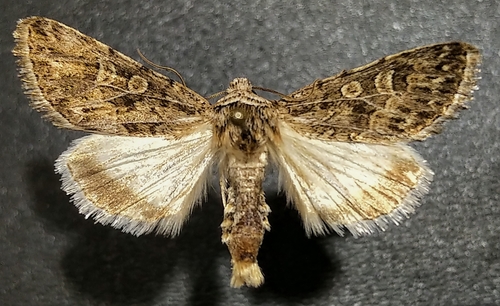 Sympistis augustus