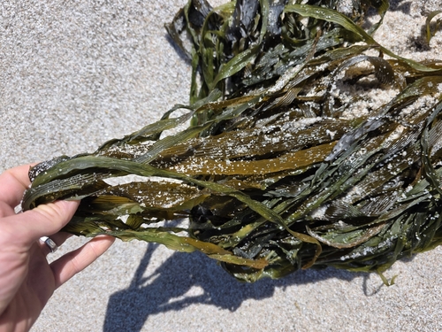 Lessonia corrugata, 2025-12-31