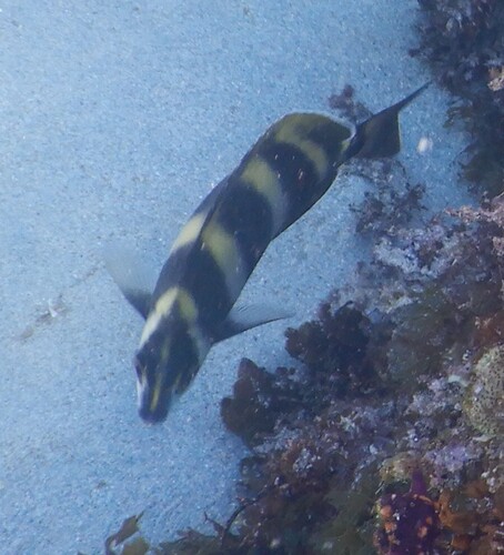 Tilodon sexfasciatus
