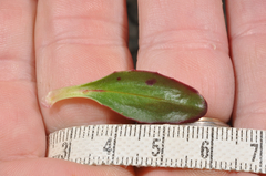 Epilobium crassum