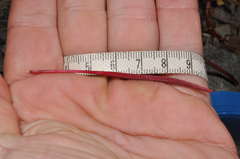 Epilobium crassum