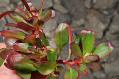 Epilobium crassum