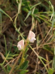 Tephrosia pumila