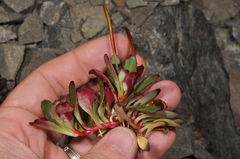 Epilobium crassum