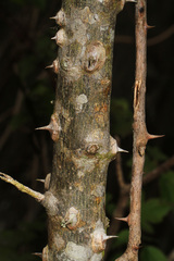 Zanthoxylum clava-herculis image