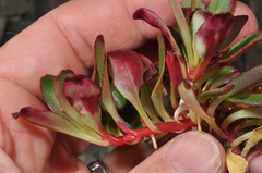 Epilobium crassum