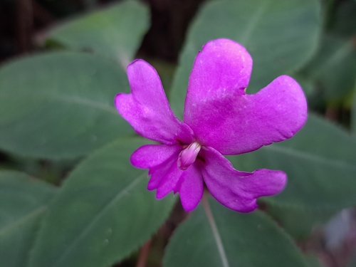 Impatiens kinabaluensis, photograph 2