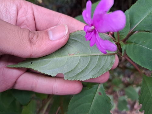 Impatiens kinabaluensis, photograph 3