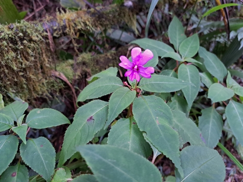 Impatiens kinabaluensis, photograph 4