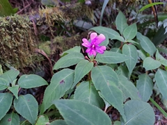 (c) vrxz, some rights reserved (CC BY-SA) Impatiens kinabaluensis, photograph (c) vrxz, some rights reserved (CC BY-SA)