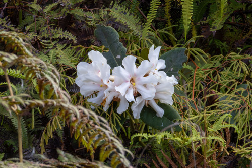 Konor Rhododendron (Rhododendron konori)