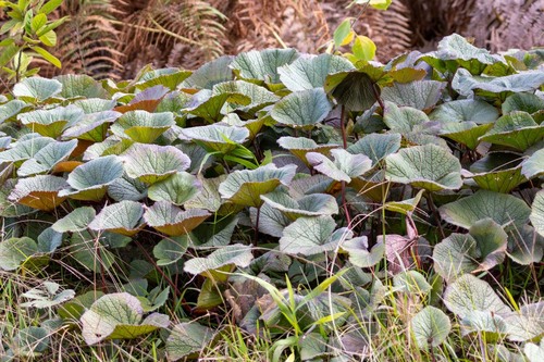 Gunnera macrophylla (Gunnera macrophylla)