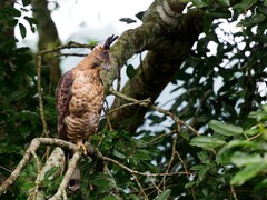 Javan Hawk-Eagle photo 1